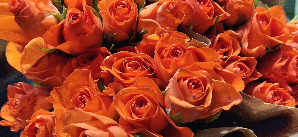 Rosas naranjas. Orange roses.