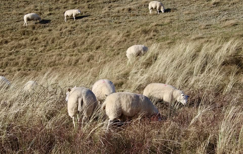 Texelse schapenras in de duinen van Texel.