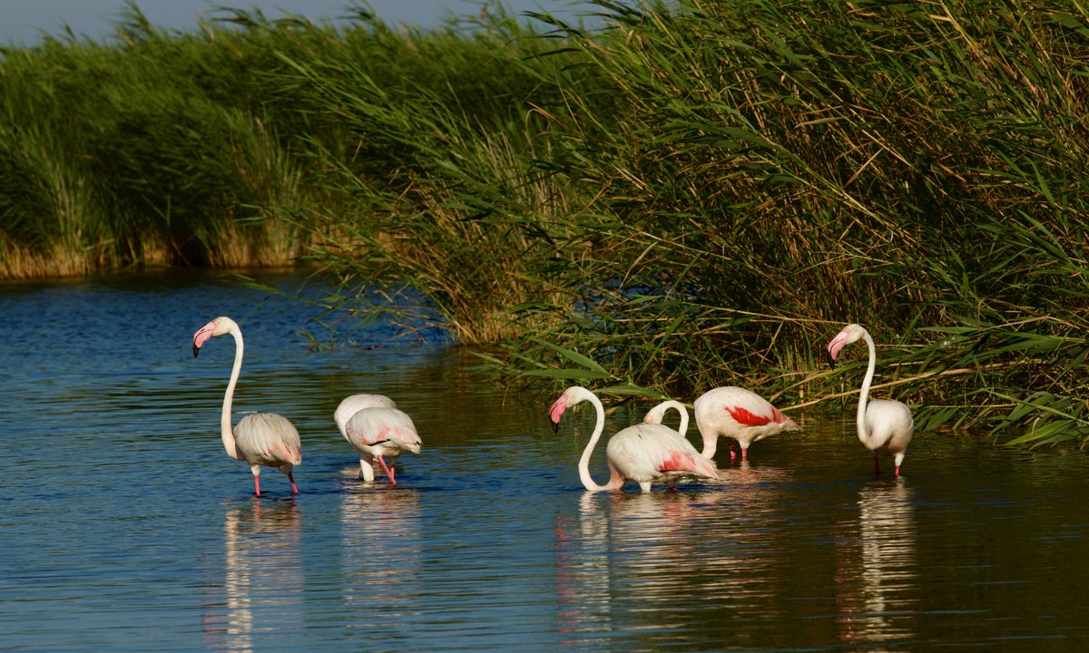 4⃣ Delta de l'#Ebre
Fa falta presentar-lo? 🤭 320km2 de paradís per a la #biodiversitat i una de les zones humides més importants d'Europa ⭐️ En subsidència pel #canviclimàtic, històricament s'ha vist encara més amenaçat per diversos plans de transvasament de l'aigua de l'Ebre 😤