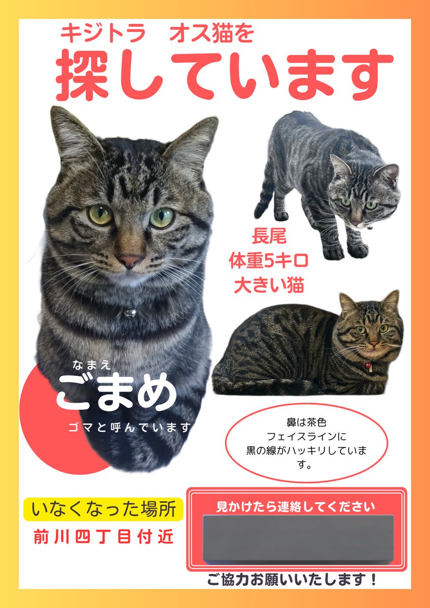 キジトラ ごまめ 迷い猫 捜索中 埼玉県 川口・草加 (@gom_neko