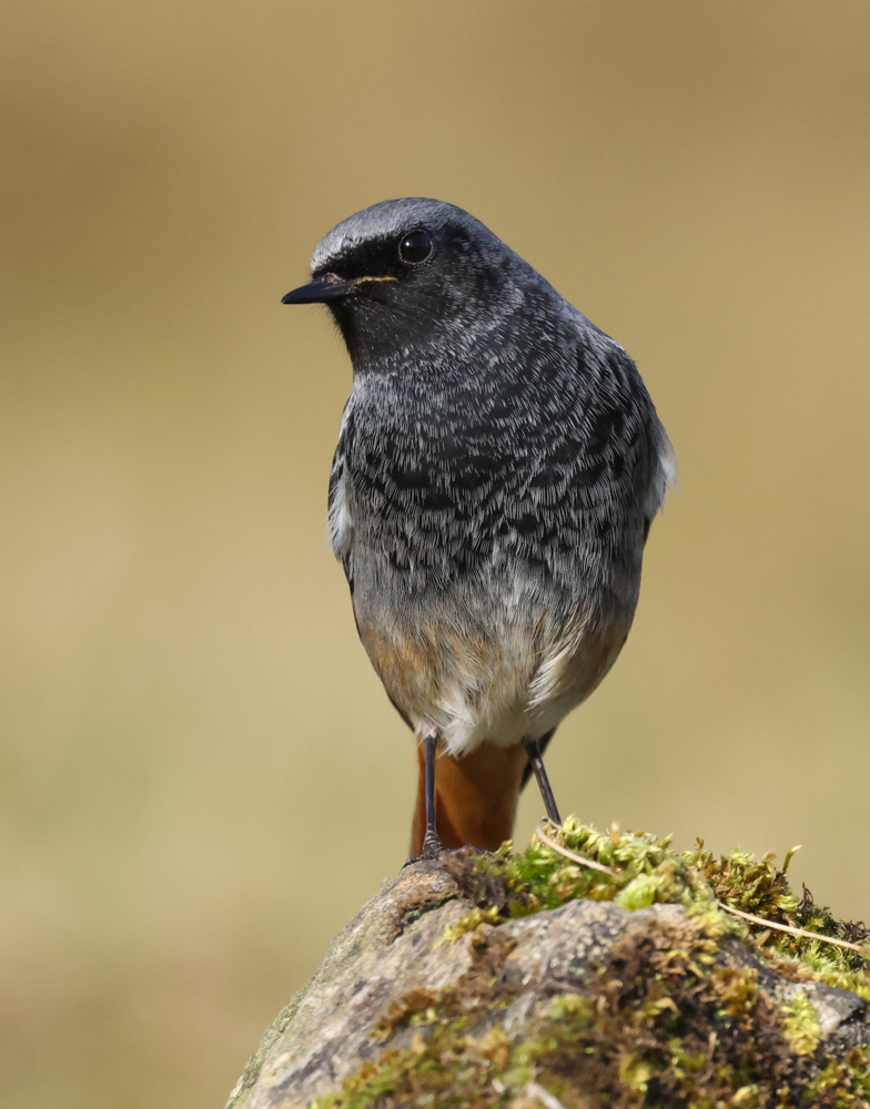earlseye's tweet photo. Black Redstart showing quite well on the Great Orme yesterday. https://t.co/JtkNA3cQgo
