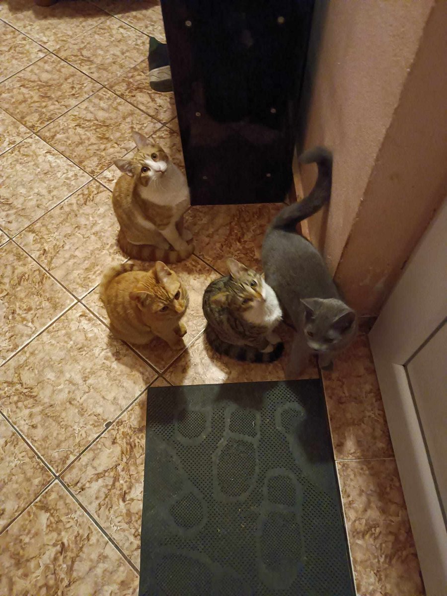 International Dog Rescue (@interdogrescue) on Twitter photo HELP us if you can! Again!
We’re no longer able to raise money as an organization, but kittens and Mum are set to travel to <a href="/HDCUK_Rescue/">Helping Dogs & Cats UK Rescue C.I.C</a>
But some additional tests are needed before travel adding up to - £340.
Donate to: paypal.com/paypalme/hdcuk REF: MEDS #catsinneed #IDR TY HELP us if you can! Again!
We’re no longer able to raise money as an organization, but kittens and Mum are set to travel to <a href="/HDCUK_Rescue/">Helping Dogs & Cats UK Rescue C.I.C</a>
But some additional tests are needed before travel adding up to - £340.
Donate to: paypal.com/paypalme/hdcuk REF: MEDS #catsinneed #IDR TY