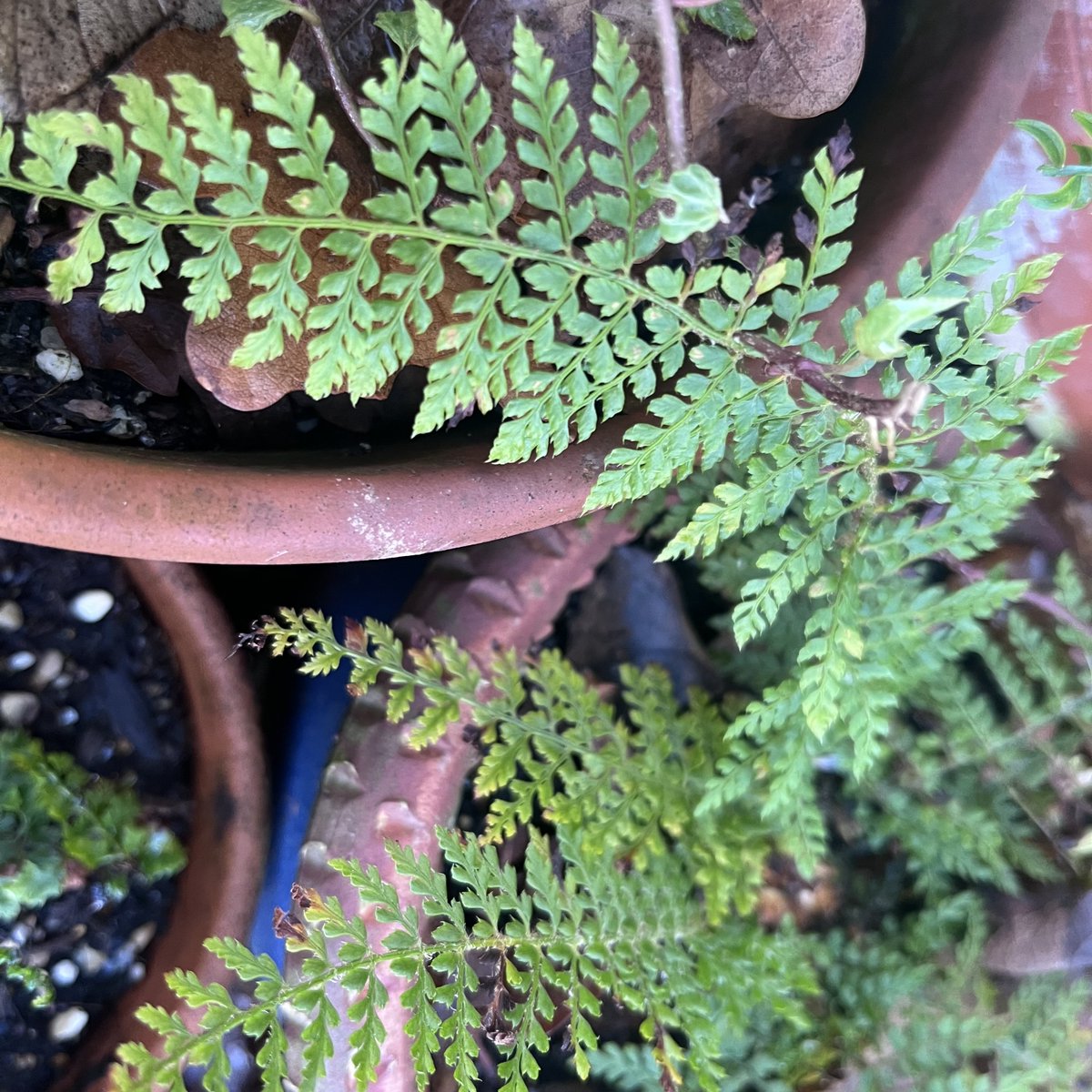 Plantheritage's tweet photo. Do you grow an unusual fern?

Here's a new #PlantGuardian plant - #Polystichum setiferum ‘Othello’ -  originating from an historic collection created by Tom Bolton of Yorkshire,  a century ago.  

 https://t.co/8VhuUZYgUT 

Image: Polystichum setiferum ‘Othello’  cc R McDonnell https://t.co/IuRvH9akzi