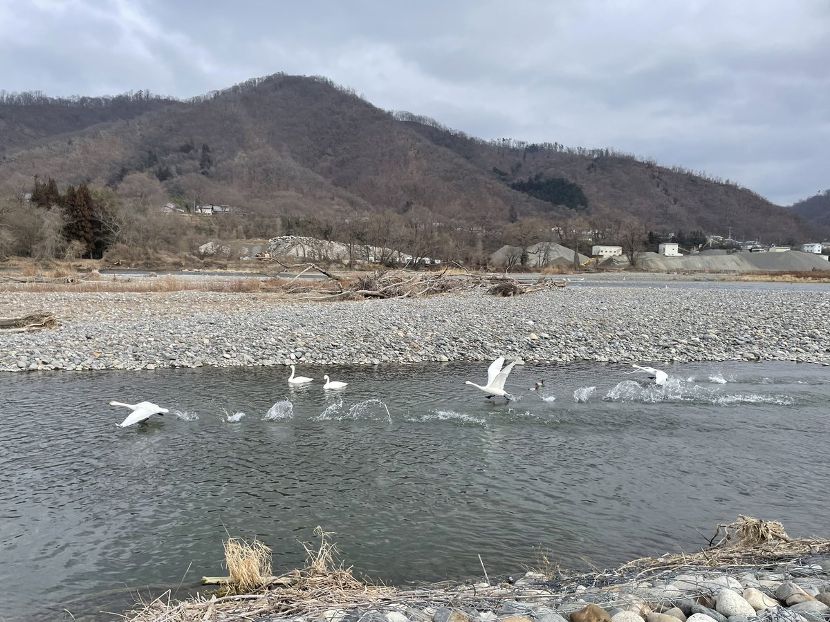 今晩は今日大雪が予想されていましたが昼間は雪も止んで薄日がさしました、安曇野の白鳥を見に行って来ました。暖かくなると北に向かって帰ってしまうので今日行って来ましたよ♪ #伊藤みゆきさん #nhkr1