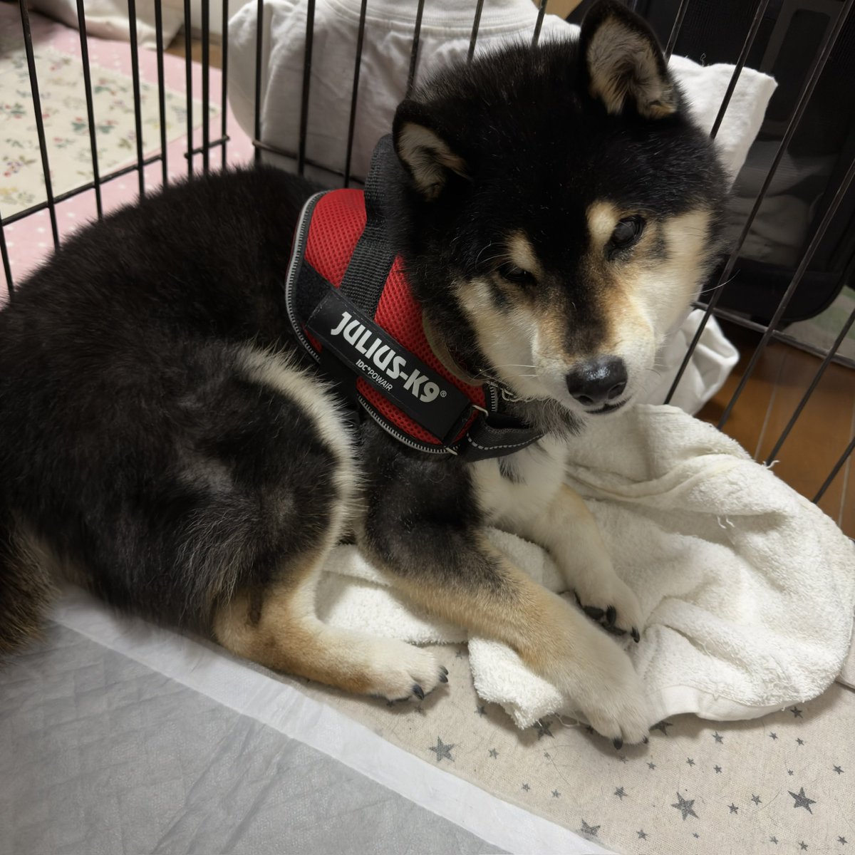 v_code_02's tweet image. いつものポジションでまったり始めましたー！！🙌
やったー🙌