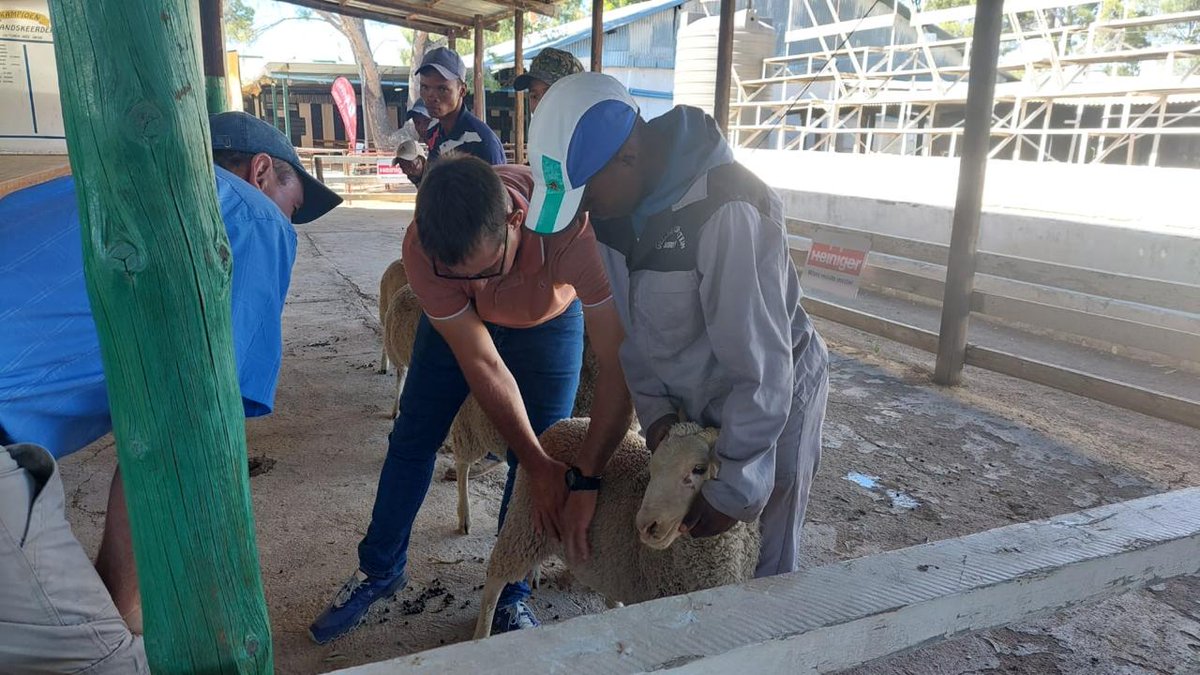 Maak gereed vir die #VictoriaWesLandbouskou wat van 6 tot 8 Februarie plaasvind! Kom geniet ’n propvol program met aktiwiteite soos die interprovinsiale ruiterkuns- en skaapskeerkompetisies, die Merino-skou en die Persie-skaapras Noord-Kaap- kampioenskap. Sien julle daar!