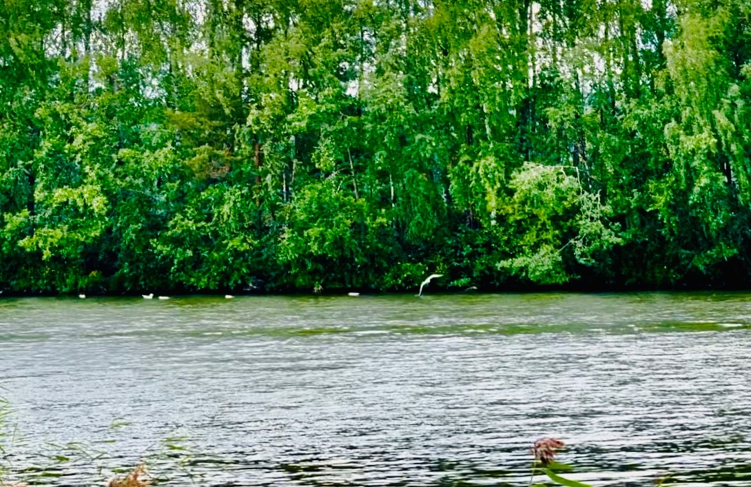 #WorldWetlandsDay2025 

Let’s celebrate #wetlands where 40% of all plant &amp; animals including #birds live or breed.

 ~1billion people depend on #wetlands for their livelihoods.  

#Chile 🇨🇱#Finland🇫🇮#Estonia 🇪🇪 parties to <a href="/RamsarConv/">Convention on Wetlands</a> 

#WWD2025 #OTD #wetlandday #WorldWetlandsDay