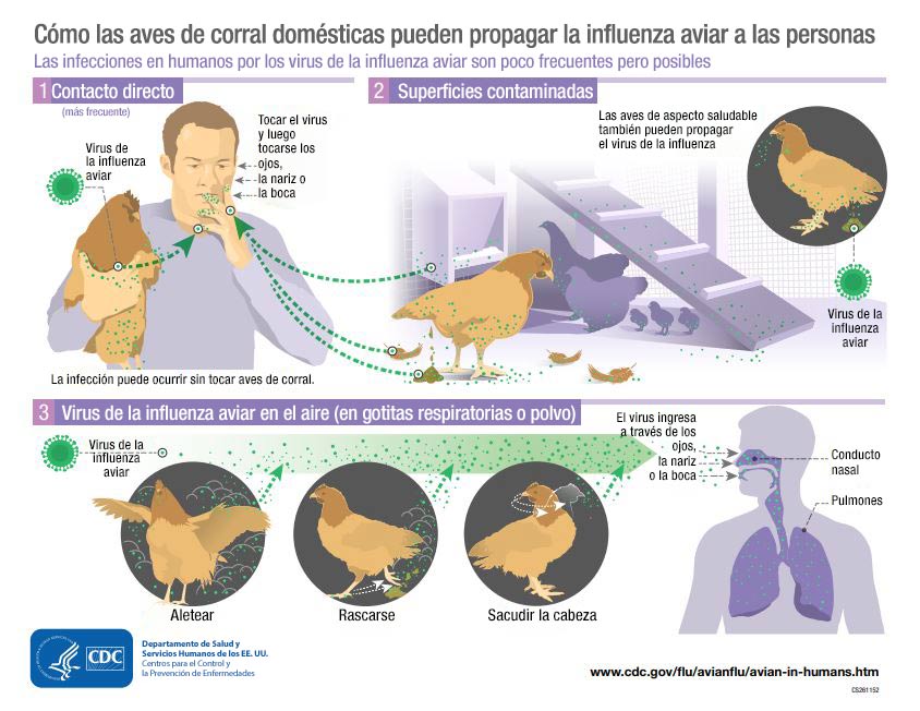 Comité Vacunas e Inmunizaciones-AEP (@cav_aep) on Twitter photo ¿Otra pandemia? … ya veremos.
Desde 2024 se han registrado casos de gripe aviar H5N1 en humanos asociados a contacto con animales infectados. Aunque la mayoría han sido leves, algunos destacan la capacidad del virus para adaptarse a humanos👇<a href="/CentroGripe/">Centro Nacional de Gripe de Valladolid</a>
vacunasaep.org/profesionales/… ¿Otra pandemia? … ya veremos.
Desde 2024 se han registrado casos de gripe aviar H5N1 en humanos asociados a contacto con animales infectados. Aunque la mayoría han sido leves, algunos destacan la capacidad del virus para adaptarse a humanos👇<a href="/CentroGripe/">Centro Nacional de Gripe de Valladolid</a>
vacunasaep.org/profesionales/…