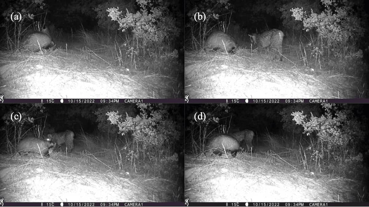 IREC_CSIC_UCLM's tweet image. 🆕 ¿Sabías que el #LinceIbérico y el #Tejón pueden convivir en armonía? 🦊🦡 Un reciente estudio ha revelado una coexistencia pacífica entre ambas especies y un posible caso de comensalismo beneficioso para el lince 📖 Descúbrelo aquí 👉 cutt.ly/Qe4gLyXw