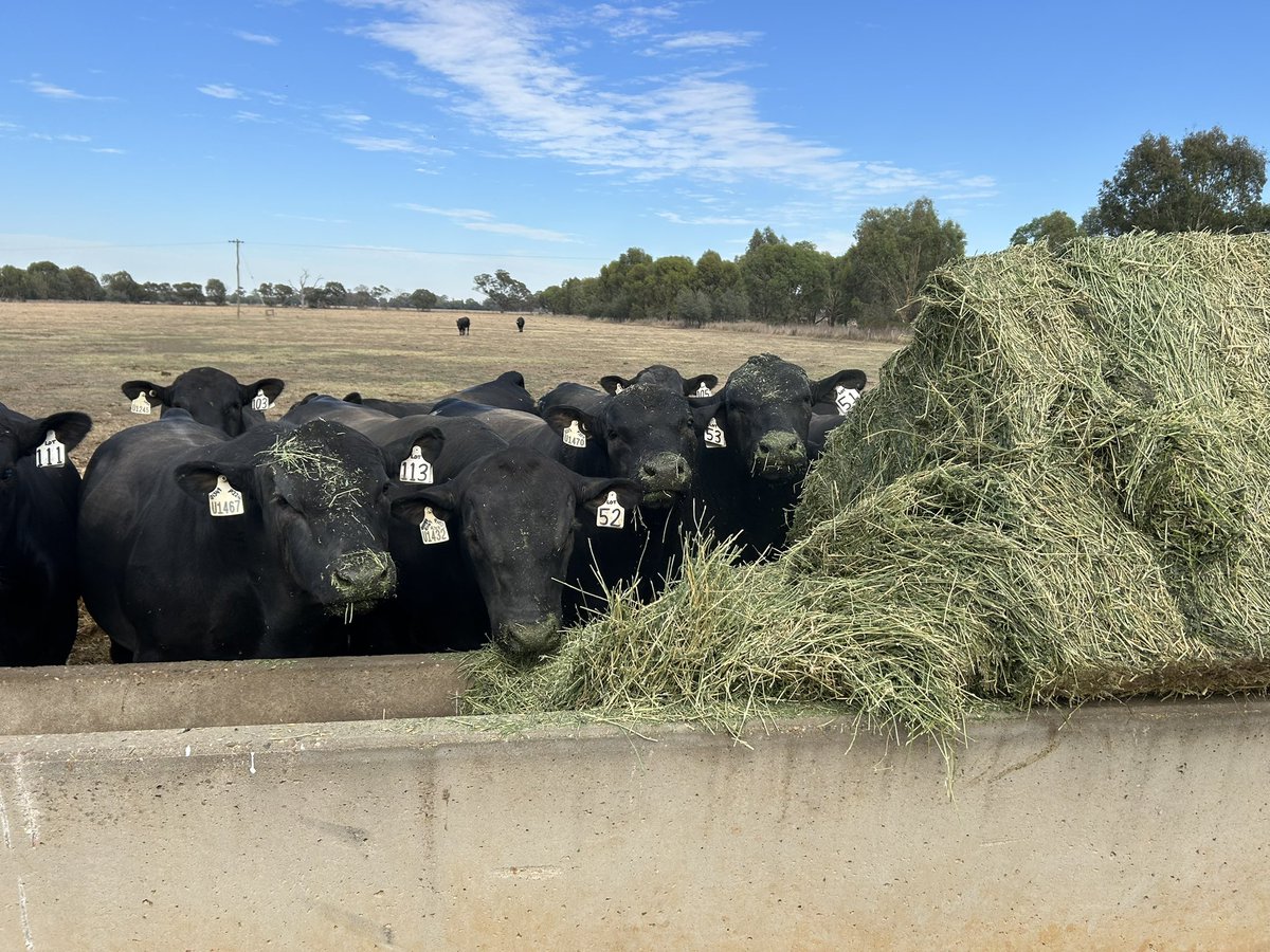 Anthony Corrigan tweet media