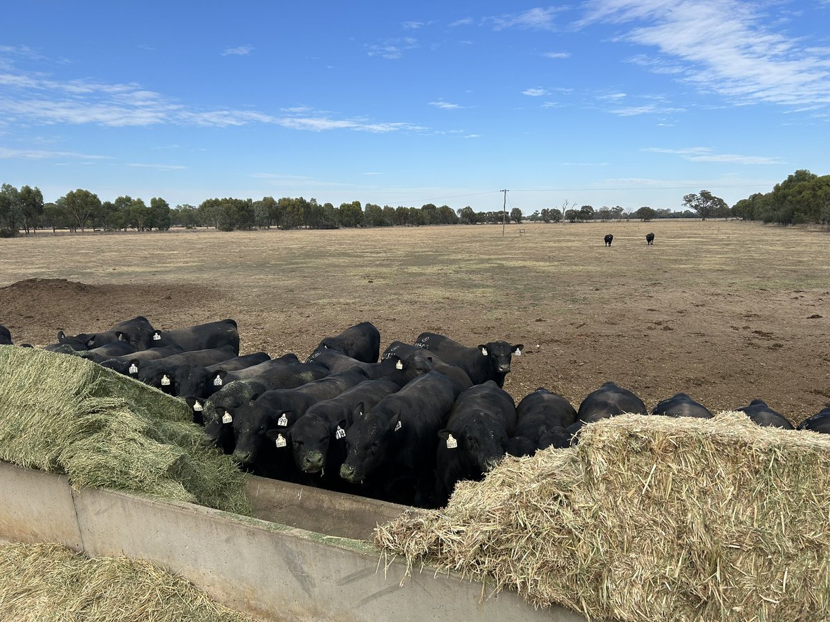 Anthony Corrigan tweet media