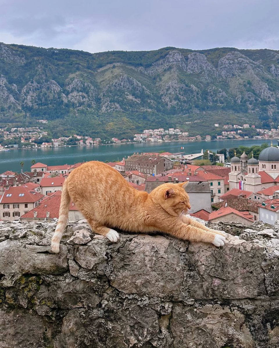 My Guide Montenegro tweet media