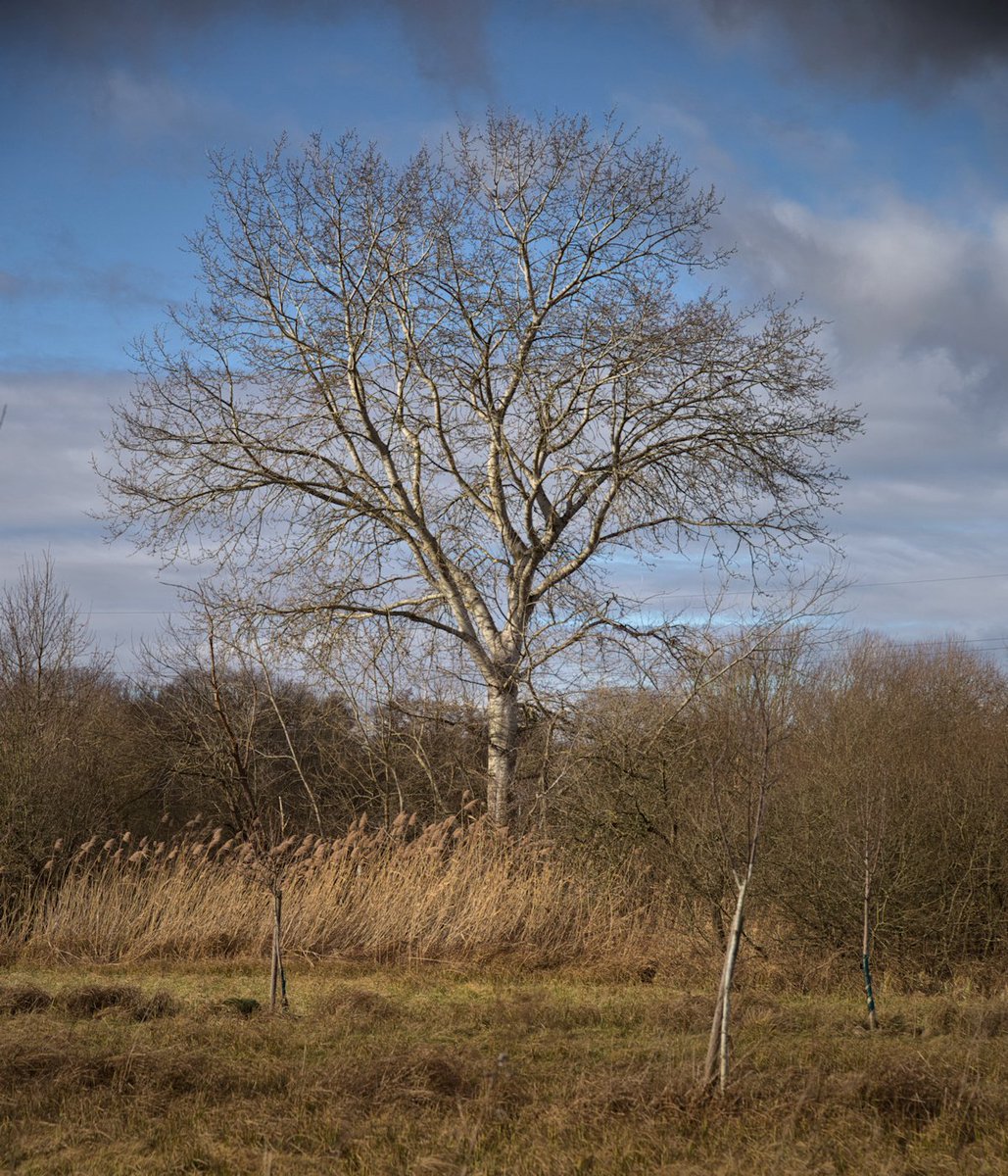 Foto_Uwe's tweet photo. Pappel / Poplar / 灰杨
Poplar, probably grey poplar on the wet meadow between Erbesbach and Fischwasser near Dieburg.
#populuscanescens, #populusalba https://t.co/QqZcgkivgO