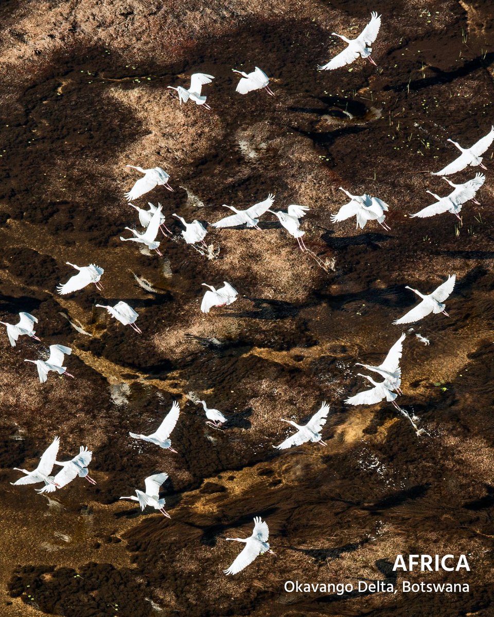 BirdLife International (@birdlife_news) on Twitter photo Today we celebrate World Wetlands Day 2025!🦆
Wetlands are areas of land that are either seasonally or permanently covered by water.💧
They are the arteries of our ecosystems, sustaining biodiversity, regulating climate and providing livelihoods for millions of people. 🌍
They Today we celebrate World Wetlands Day 2025!🦆
Wetlands are areas of land that are either seasonally or permanently covered by water.💧
They are the arteries of our ecosystems, sustaining biodiversity, regulating climate and providing livelihoods for millions of people. 🌍
They