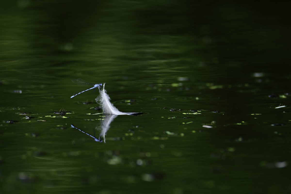 Happy #WorldWetlandsDay 💦
Get your wellies on and celebrate by visiting a wetland near you, take a look at our interactive map for inspiration: loom.ly/uY-wyRY 
Let us know what wetlands you are exploring today!

📸 Common Blue Damselfly by Ross Cooper