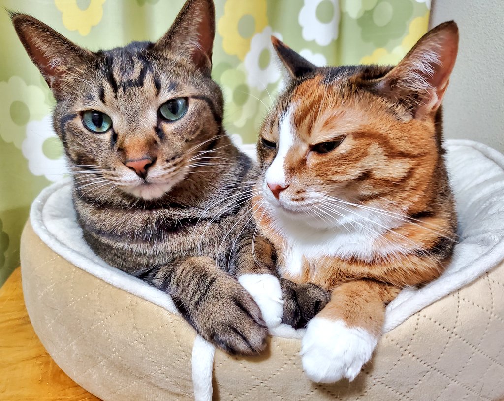OPERA vol.94発売してました!!猫エッセイ「麦と米 2匹の猫と暮らす日々」掲載されています。よろしくお願いいたします🐱🐱麦米還暦🎉とぎっくり腰の話です。諸事情によりモザイク多めになっております🙇