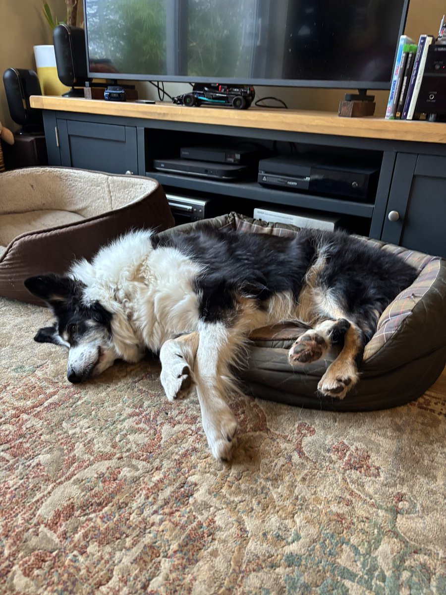 Kesthecollie's tweet photo. I wasn’t a willing participant in ‘morning’ https://t.co/eOWzcuWZbO