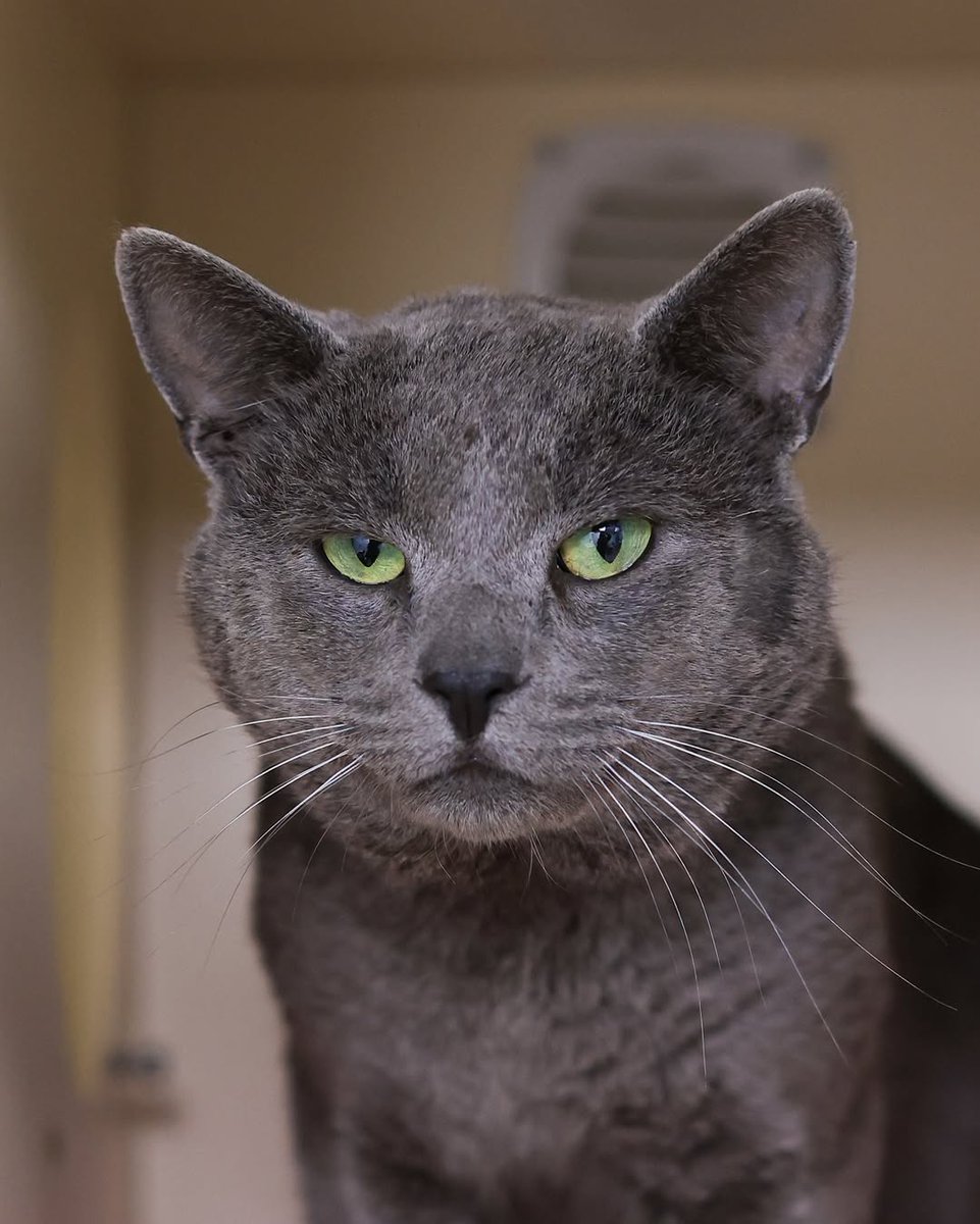 Everything_catt's tweet photo. #catlovers #CatsAreFamily #catfamily #CatsOfX #usacats #EUcats #Asiacats #Trending #kittylovers https://t.co/qvVBGFk3C2
