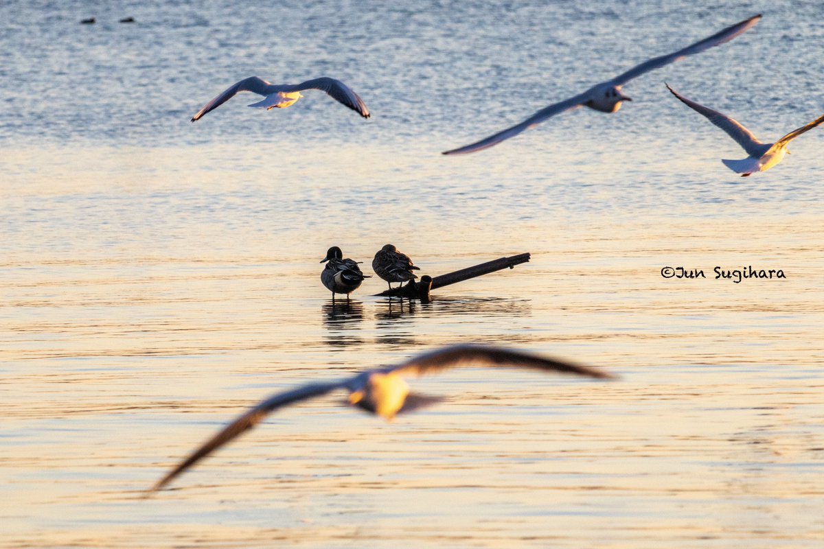 sugihara_1979's tweet photo. 霞ヶ浦の野鳥

#ファインダー越しの私の世界 
#キリトリセカイ 
#写真で伝えたい私の世界 
#オナガガモ 
#pintailduck 
#ユリカモメ 
#百合鴎 
#blackheadedgull 
#霞ヶ浦 
#kasumigaura 

https://t.co/45II3nen22 https://t.co/OOzV2qLVgu