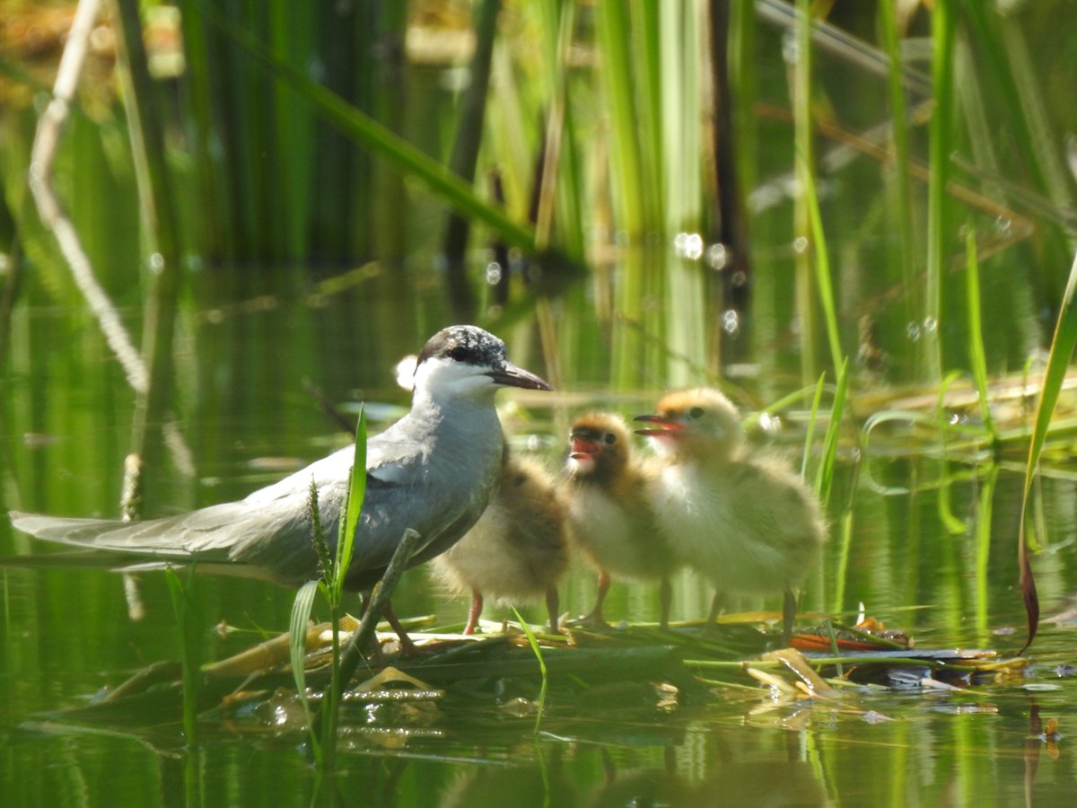 Humedales Delta Ebro tweet media
