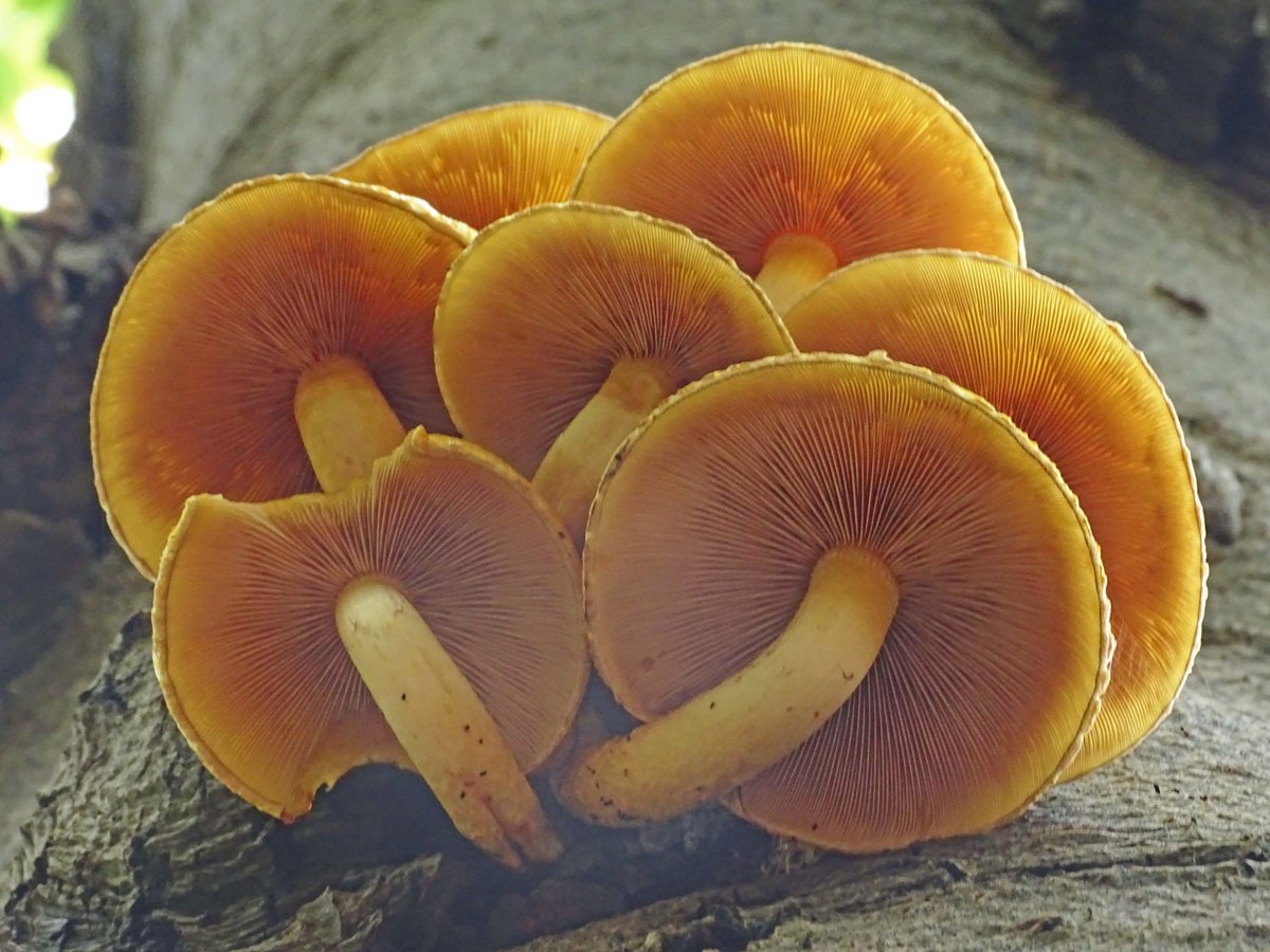 #kleurindenatuur #maisgeel Dag 1 (beetje te laat, even inhalen) <a href="/ChrRoland/">🍄Christina Roland 🇺🇦</a> 
Deze #goudvliesbundelzwam kwam ik herfst 2022 tegen in bos Nimmerdor in #Amersfoort