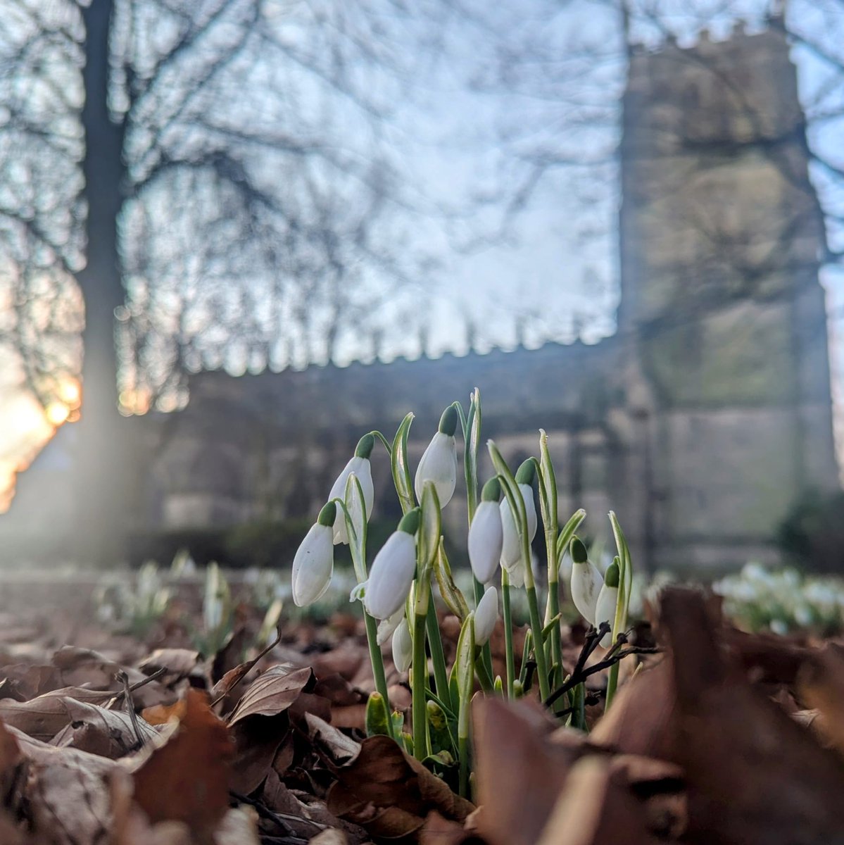 RectoryWildlife's tweet photo. Over the past few years garden volunteers have helped @ASwHTchurch to plant snowdrops on the Parish Green. A good showing is currently emerging. https://t.co/puAfxA9rje