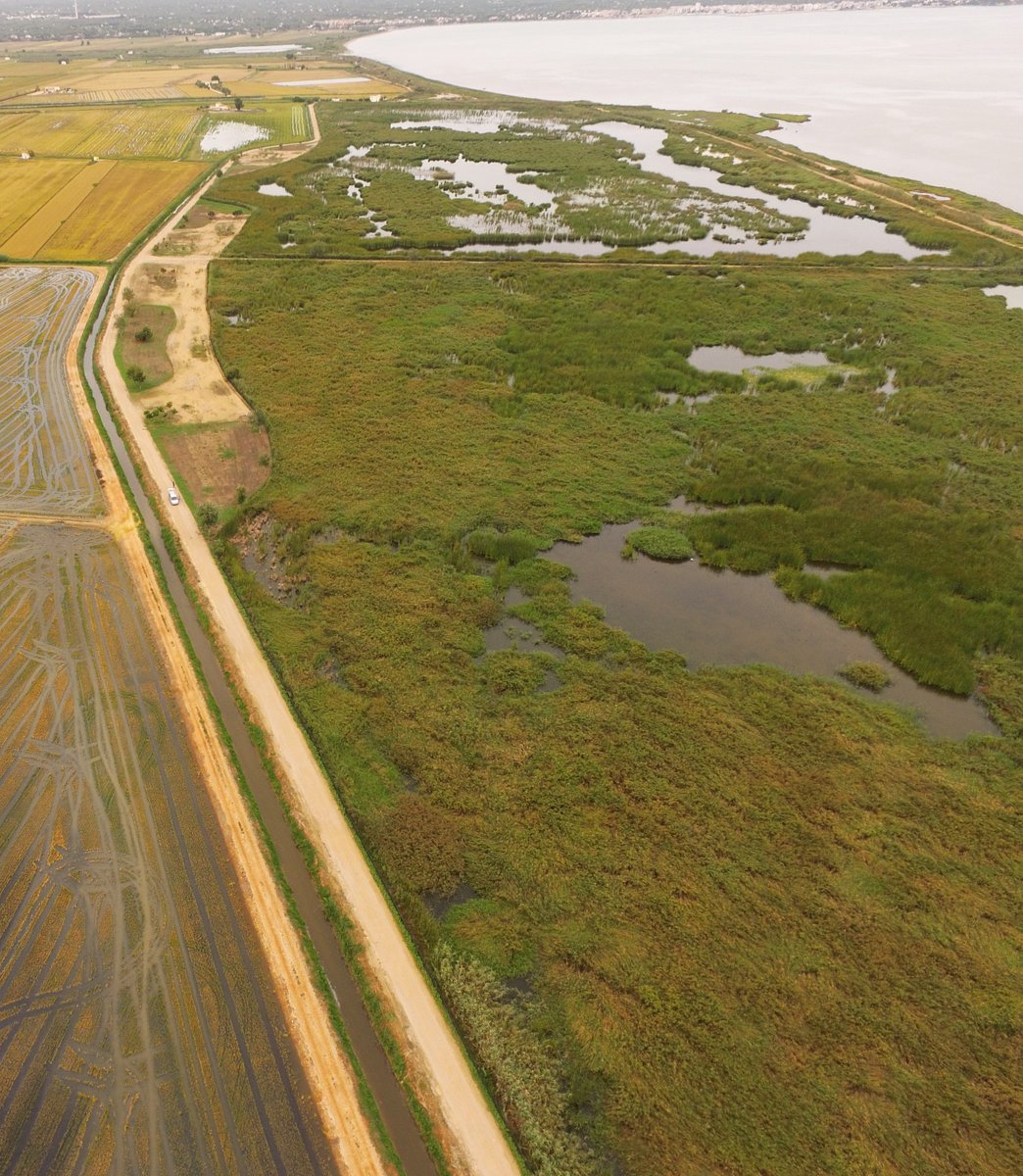 Humedales Delta Ebro tweet media