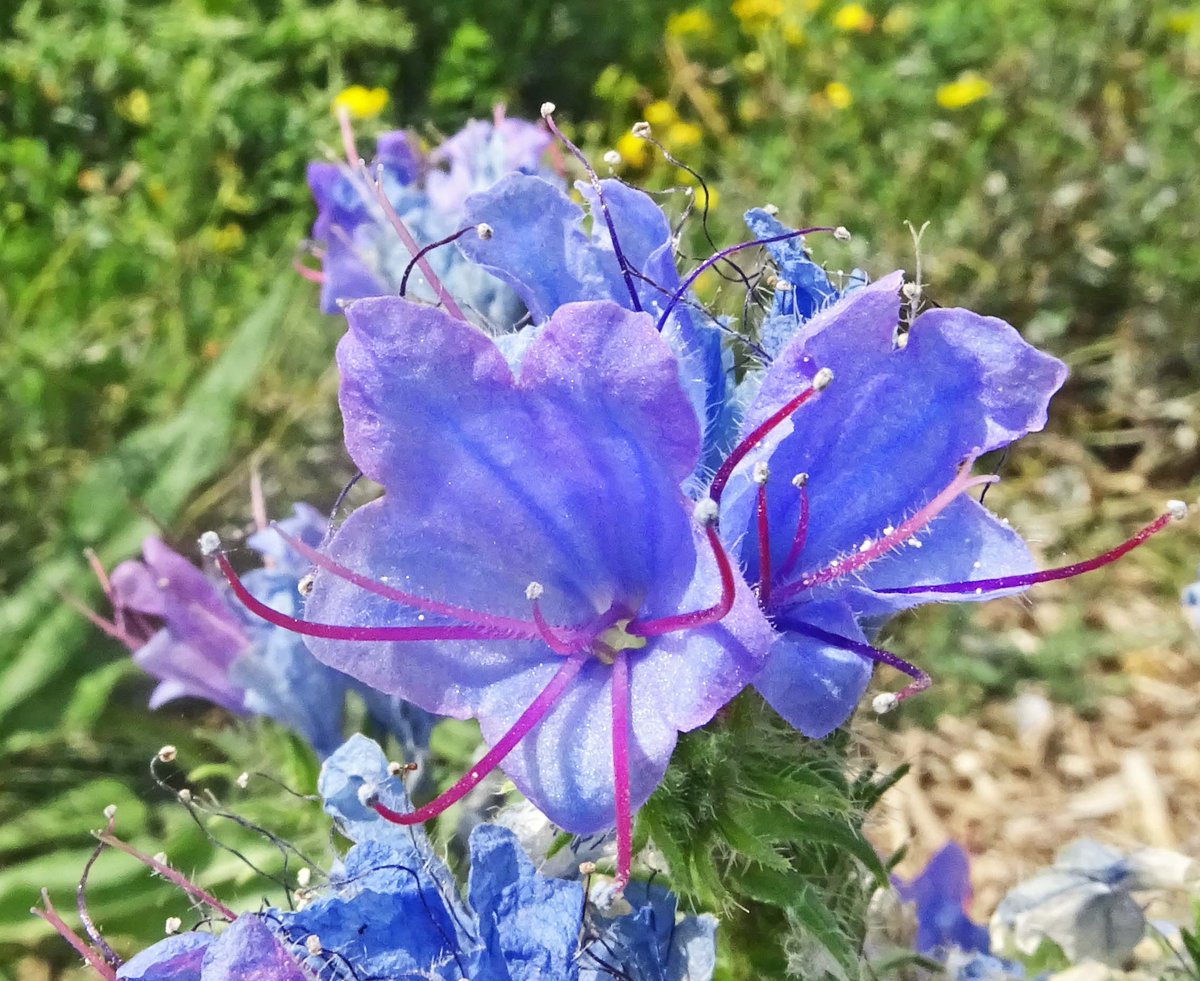 #kleurindenatuur #jeansblauw <a href="/ChrRoland/">🍄Christina Roland 🇺🇦</a> Dag 2
Vorig jaar augustus trof ik dit mooie Slangenkruid aan op de Marker Wadden.