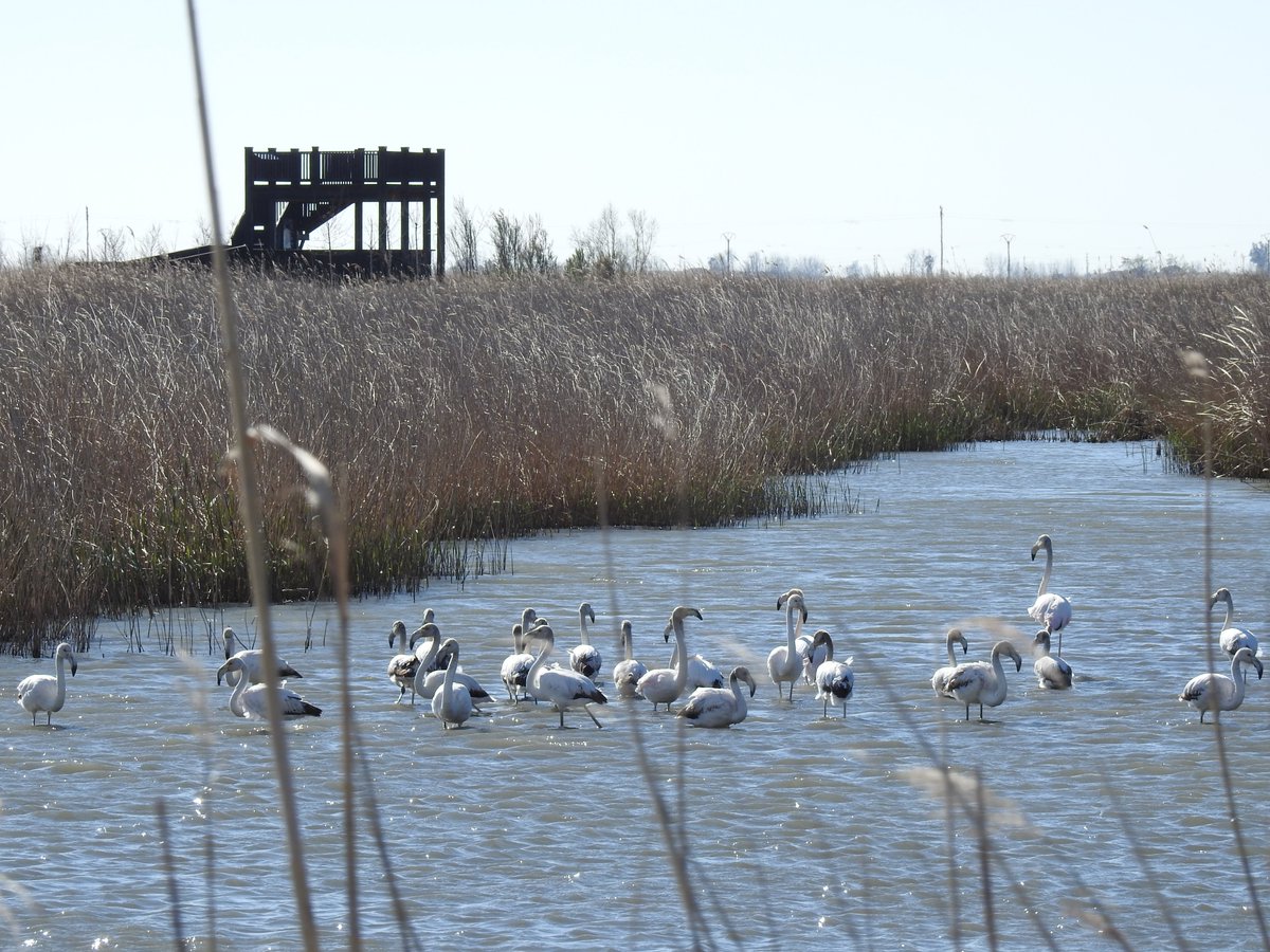 Un año mas, celebramos el #DiaMundialDeLosHumedales recordando la necesidad de proteger y recuperar estos valiosos ecosistemas, fundamentales para la biodiversidad y que nos aportan infinidad de beneficios #WordWetlandsDay #Wetlands #humedales #deltadelebre