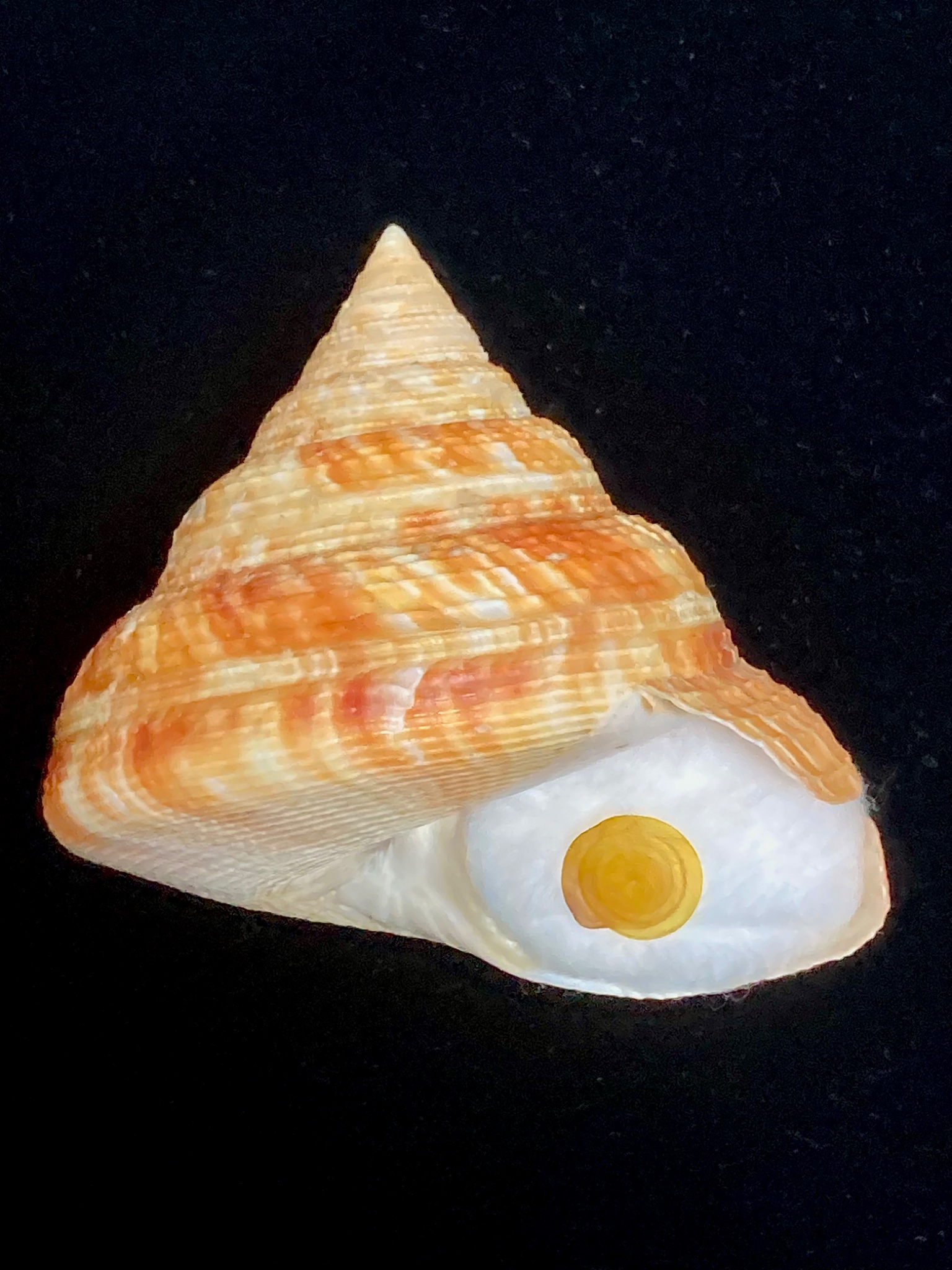 オキナエビス - Cerca / X