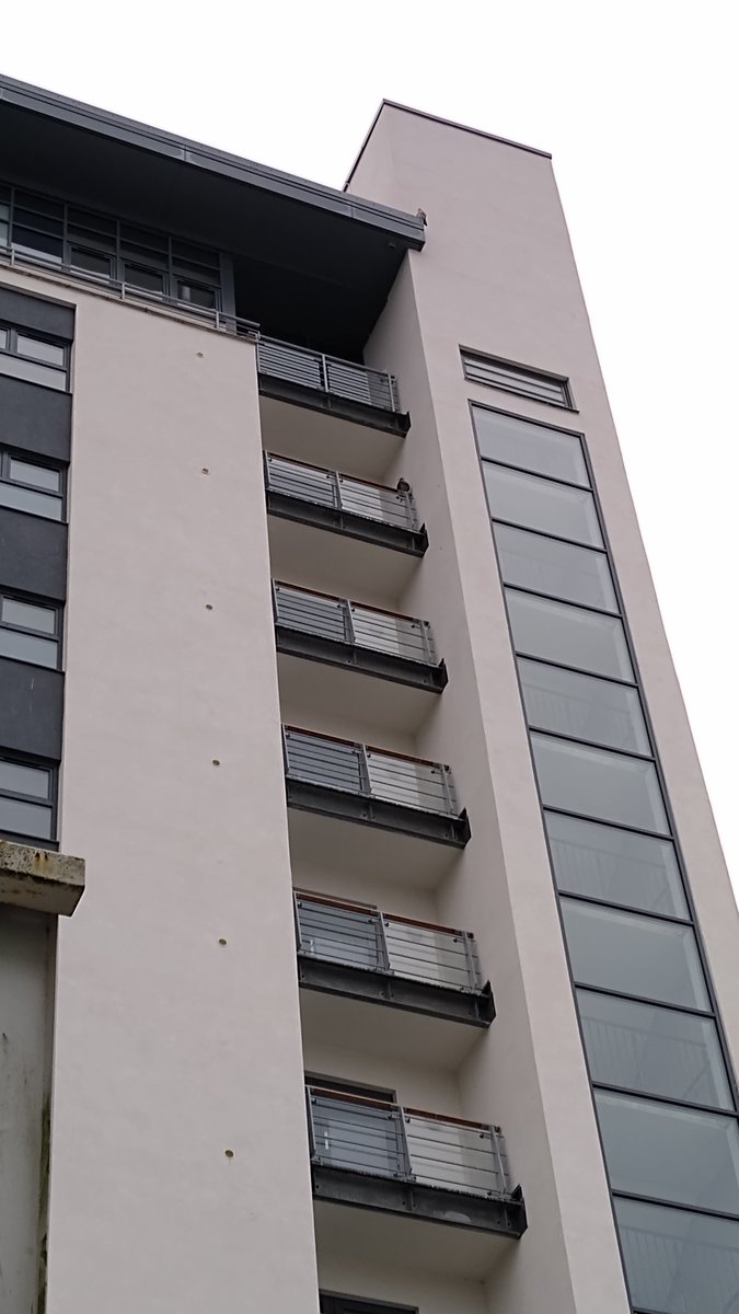 Dorset Raptor Study Group tweet media