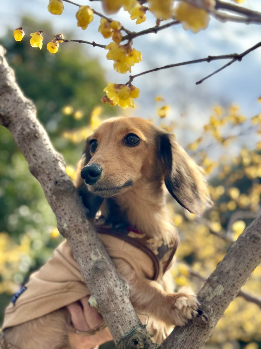 少し前に蝋梅は満開になりました。