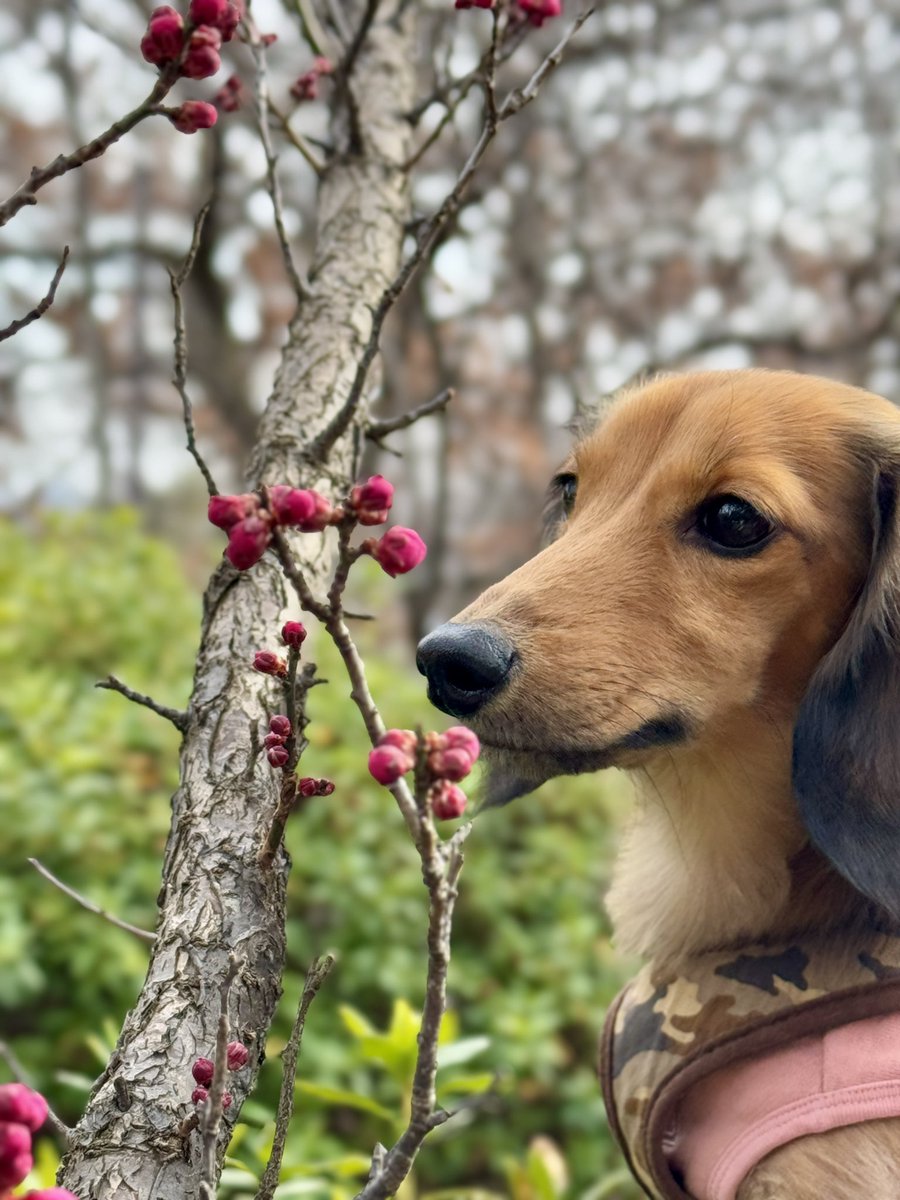 昨日見かけた紅梅の蕾（と犬）。
咲いている枝もあったけれど、まだまだこれからという感じでした。