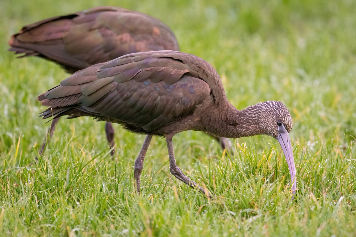 And the second set of shots of glossy ibis near Chew Magna yesterday - this time with the sun in but very close - I had to walk backwards to get them in shot !! <a href="/bristolbirding/">BristolBirding</a> #Avonbirds