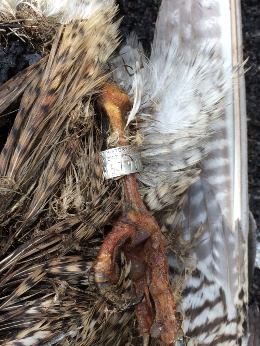 Poole Peregrines tweet media