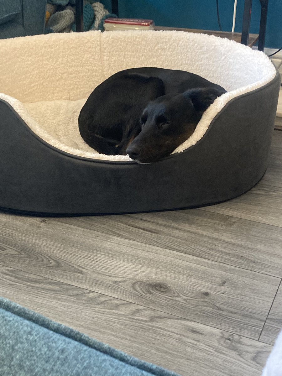 kateerees89's tweet photo. She had a sleep over in my step son Ronnie’s room last night, he must have kept her up all night talking about Fortnite, skibidy toilets and whatever other nonsense he watches on YouTube 😂 she’s a sleepy girl today 💤 https://t.co/IEYRqRXCWu