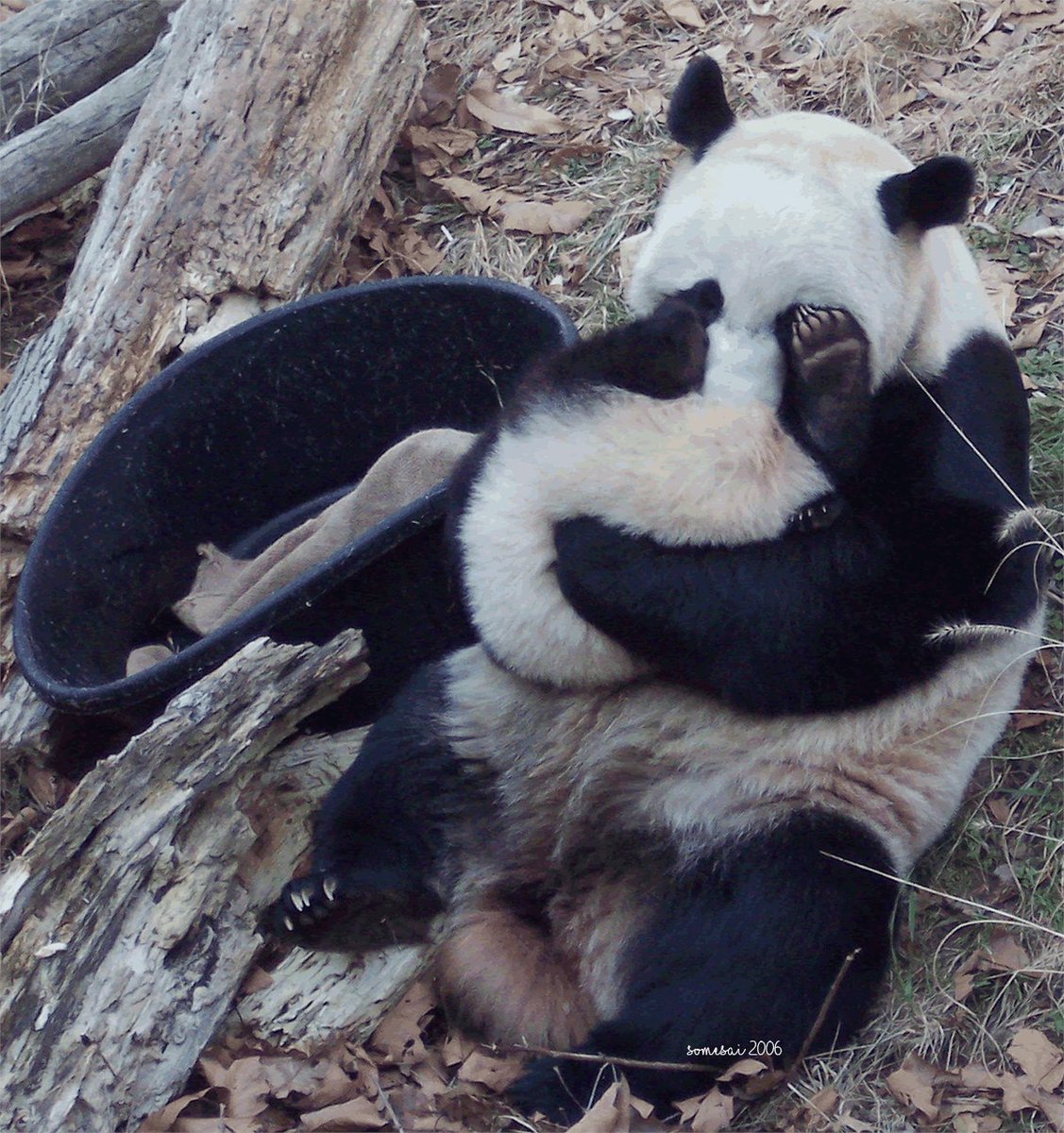 somesay's tweet image. My first visit with #TaiShan was in 2006.

#pandas #giantpandas #dczoo