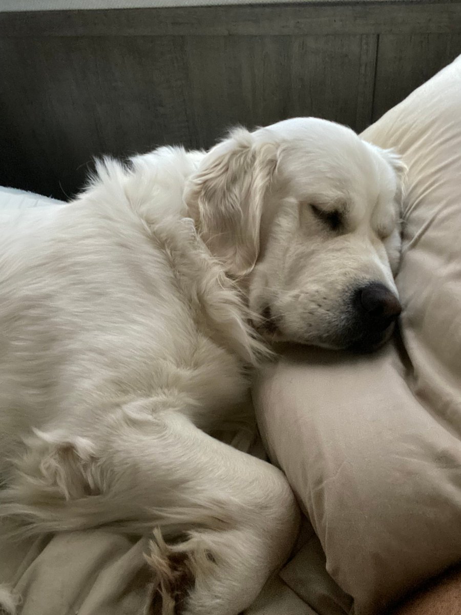 mymemeidea's tweet photo. Some commented last night! 

Make sure your dogs are safe from the mountain lions! Thor is safe ! The Life of Thor

$QFE Family https://t.co/QisNLmPTAo