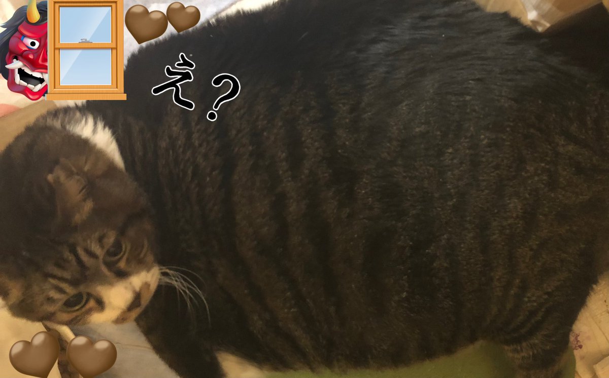 😳巨大恵方巻き🐱を見ながら〜😆
こんな夜更けに✨普通の海苔巻きを食べる主（恵方巻き高いなぁ🥲）
そんな主に💩コンコロリン🤣😂
✨運✨運✨運✨を添えてくれた
優しい男にゃんであります✨
はい🙋‍♀️✨運✨は拾いますとも🙆‍♀️