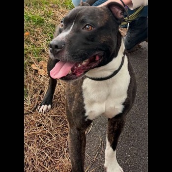 MissingPetsGB's tweet image. 🐕 MISSING DOG!! JOEY went missing in Springbourne, #Bournemouth #BH1 on Friday 31 January 2025
Joey is chipped.
Please contact these numbers below if you spot him anywhere. His family are very worried and want to bring him home safe. Please share.