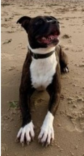 MissingPetsGB's tweet image. 🐕 MISSING DOG!! JOEY went missing in Springbourne, #Bournemouth #BH1 on Friday 31 January 2025
Joey is chipped.
Please contact these numbers below if you spot him anywhere. His family are very worried and want to bring him home safe. Please share.
