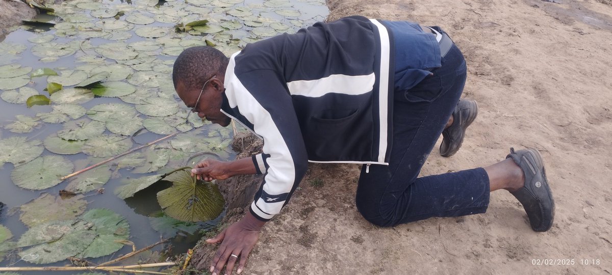 droidrissa's tweet photo. How can one see water and not touch it? Feel it? Breathe it?
On World Wetlands Day (February 2), let’s connect with a vital wetland in the Sahel of Burkina Faso and explore its significance.
#WorldWetlandsDay 
#RamsarSites 
#freshwaterecosystems https://t.co/VTvctpLuOI