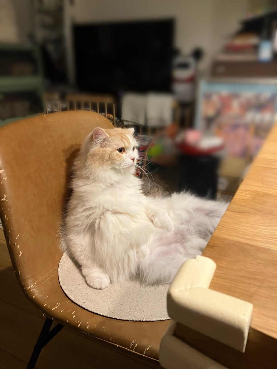 晩酌中に横にいる猫
#人間みたいな猫 
#座り猫 
#人なの？