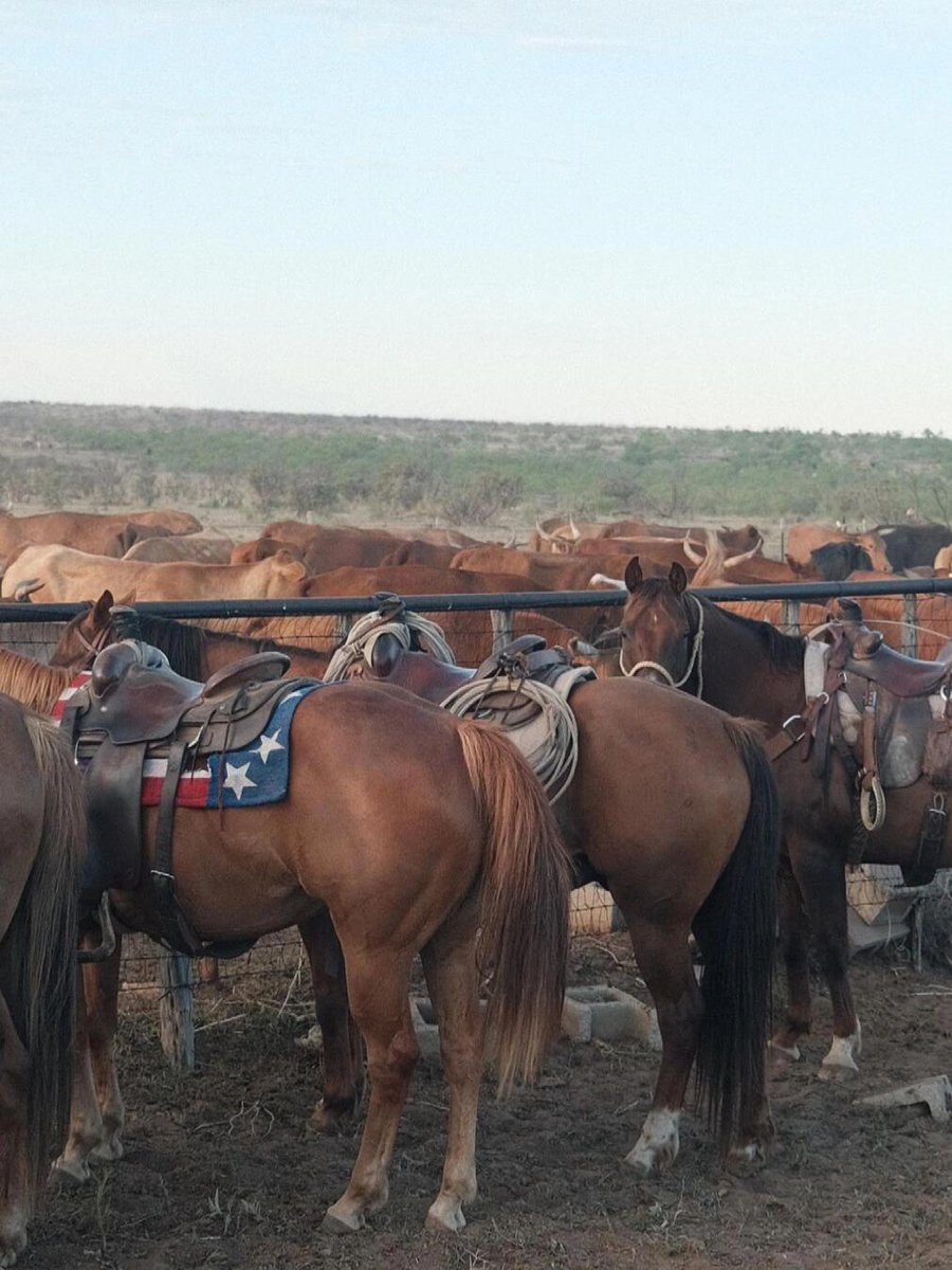 Addy_arjunaidi3's tweet image. 😁😁In the morning, I went over to my neighbor&apos;s place to check out their animal farming standards. They&apos;ve got horses and cows on the farm, and farming horses is still pretty tough. #Texas #NewBraunfels #Farming #FarmLife #Cattle #Horses #Weather #Dirt #