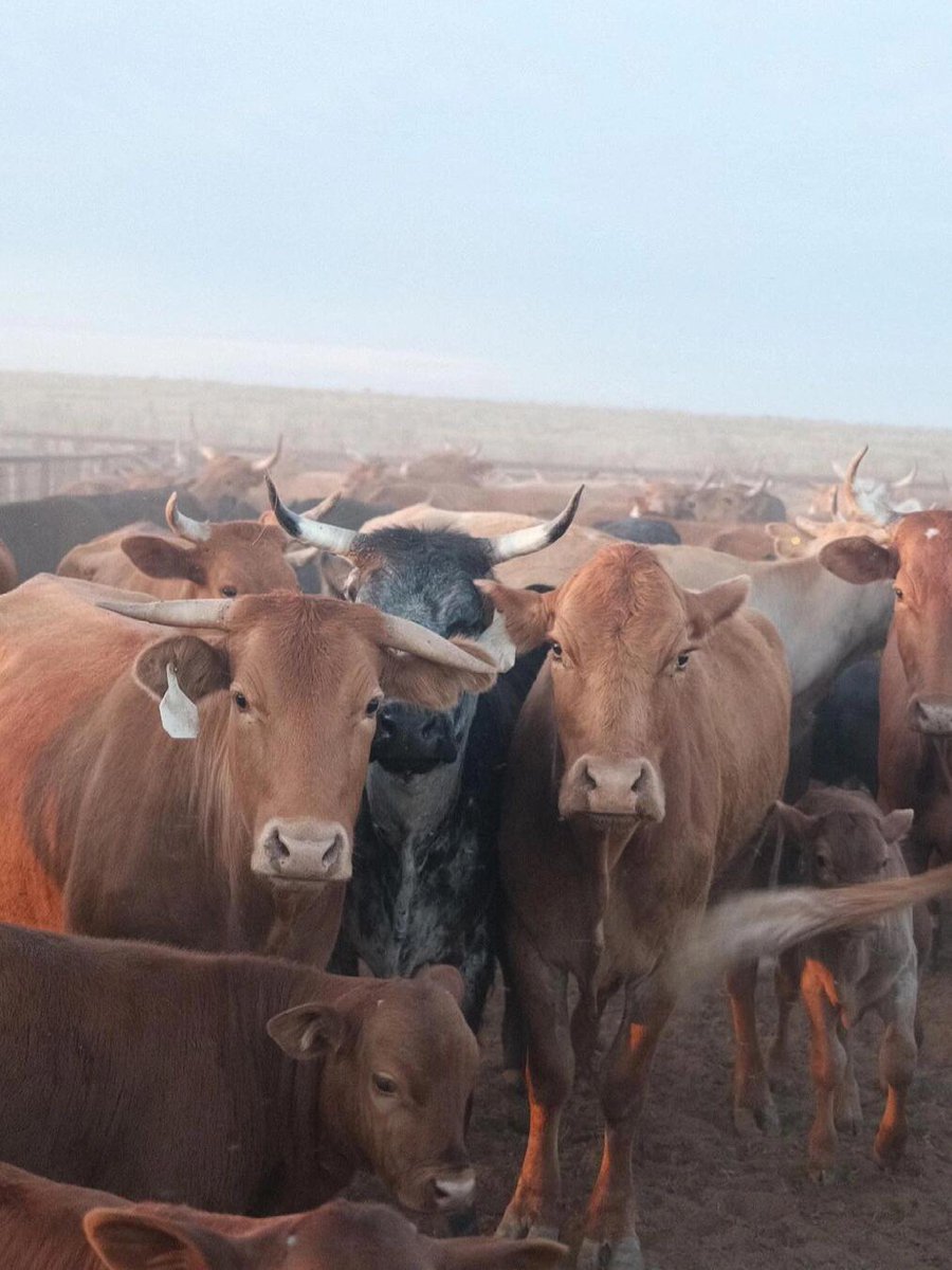 Addy_arjunaidi3's tweet image. 😁😁In the morning, I went over to my neighbor&apos;s place to check out their animal farming standards. They&apos;ve got horses and cows on the farm, and farming horses is still pretty tough. #Texas #NewBraunfels #Farming #FarmLife #Cattle #Horses #Weather #Dirt #