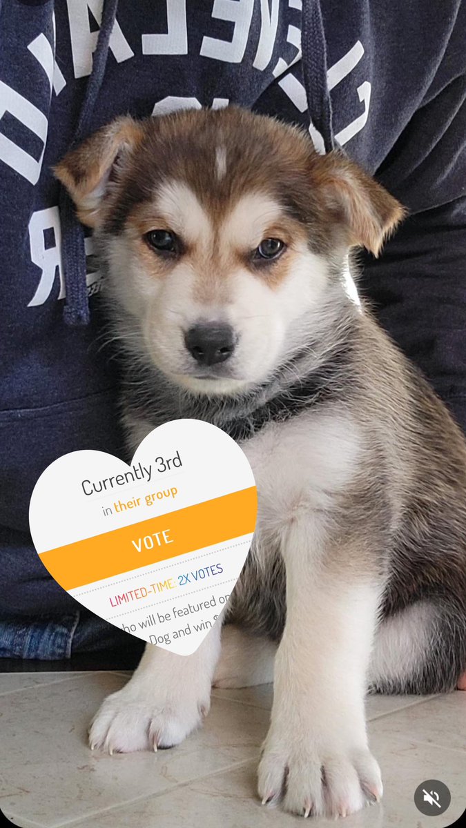 Dawnaaaaa's tweet photo. ROCKY NEEDS TO MAKE TOP 5!!!!! PLS GO VOTE 🫶🏼 

https://t.co/wUWpCvnIuM https://t.co/afdsExDo0x