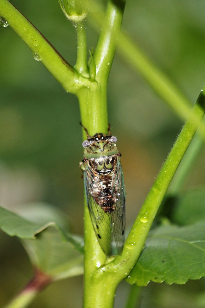 AnecdotesMaths's tweet image. Certaines espèces de cicada d’Amérique du Nord ne réapparaissent que tous les 13 ou 17 ans. Le fait que ces nombres soient premiers leur permet d'éviter de croiser leurs prédateurs qui ont des cycles de reproduction qui ne sont pas des diviseurs de 13 ou 17.