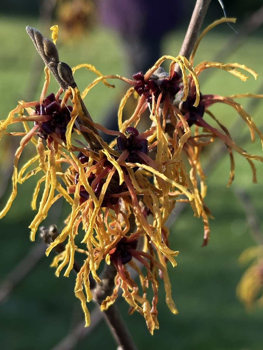 💙 Charmaine Hardy 💙 tweet media