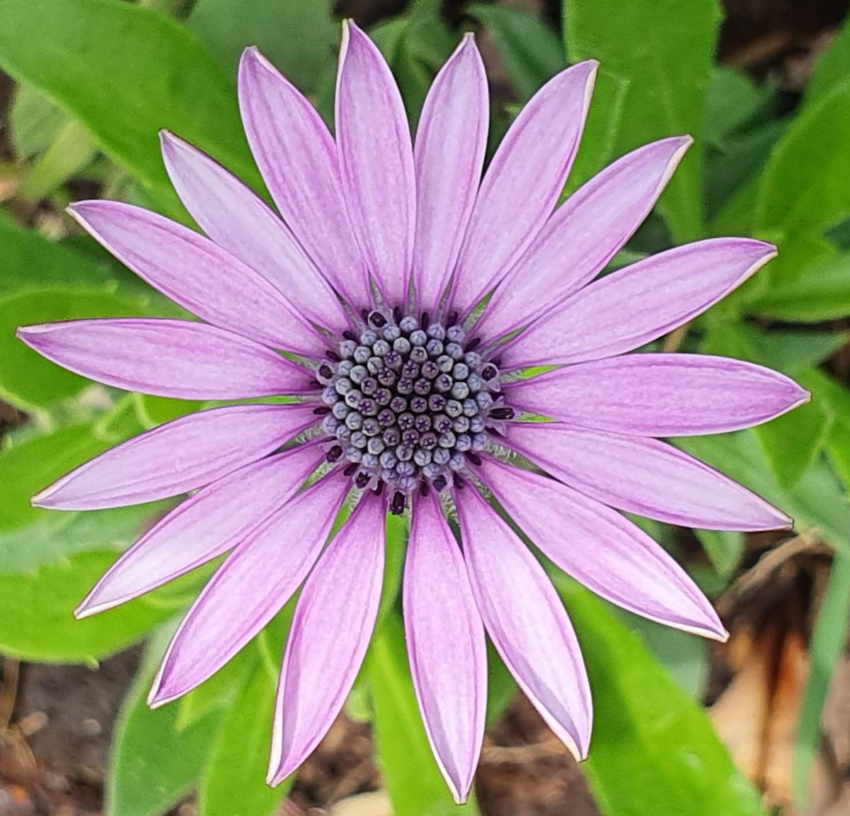 Perfect natural symmetry