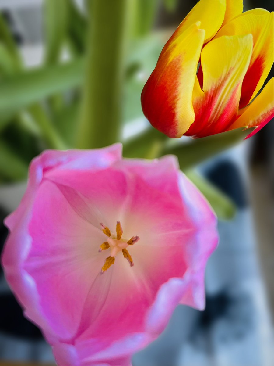 MojoPhotograph's tweet photo. Tulips always remind me that Spring is just around the corner, even if the weather says otherwise. 🌷🩷💛💜💐 #Tulips #FlowerPhotography #SpringIsComing https://t.co/EfKq4EkdX4